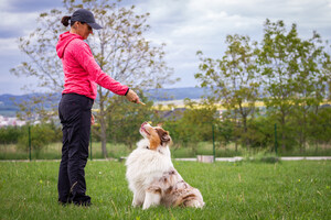 4 Tips to Train Your Pet