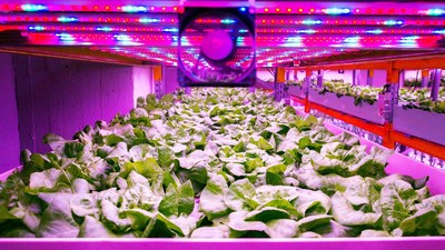 Vertical farming uses carefully controlled growth conditions to give yields far higher than normal agriculture. Visit www.IDTechEx.com/VertFarm to find out more.