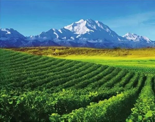 Helan Mountain's East Foothill Wine Region in Ningxia