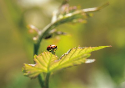 Natural pest control with beneficial insects such as ladybugs is one of many sustainable winegrowing practices of California wineries, which are celebrating 