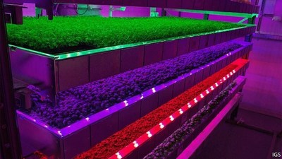 Vertical farming uses controlled growth conditions to give yields hundreds of times higher than conventional agriculture with much shorter growing seasons, much closer to urban population centres. (Image source: Intelligent Growth Solutions)