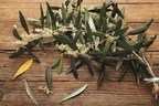 Isenolic Olive Leaf Extract Helps Halt Viral Lifecycle