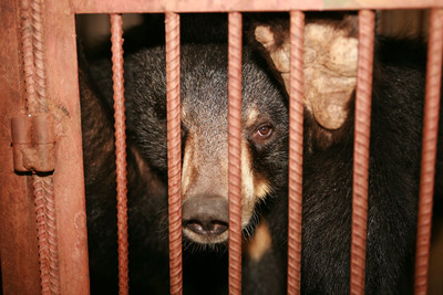 A bear caged on a farm in Asia. Bears are confined so that bile can be extracted from their gallbladders and sold for use in traditional medicine. World Animal Protection has been campaigning to stop this cruel practice. Credit: World Animal Protection (CNW Group/World Animal Protection)