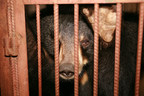 Cruel Bear Bile Industry Thrives Despite Pandemic Risks Says World Animal Protection