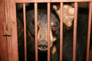 Cruel Bear Bile Industry Thrives Despite Pandemic Risks Says World Animal Protection