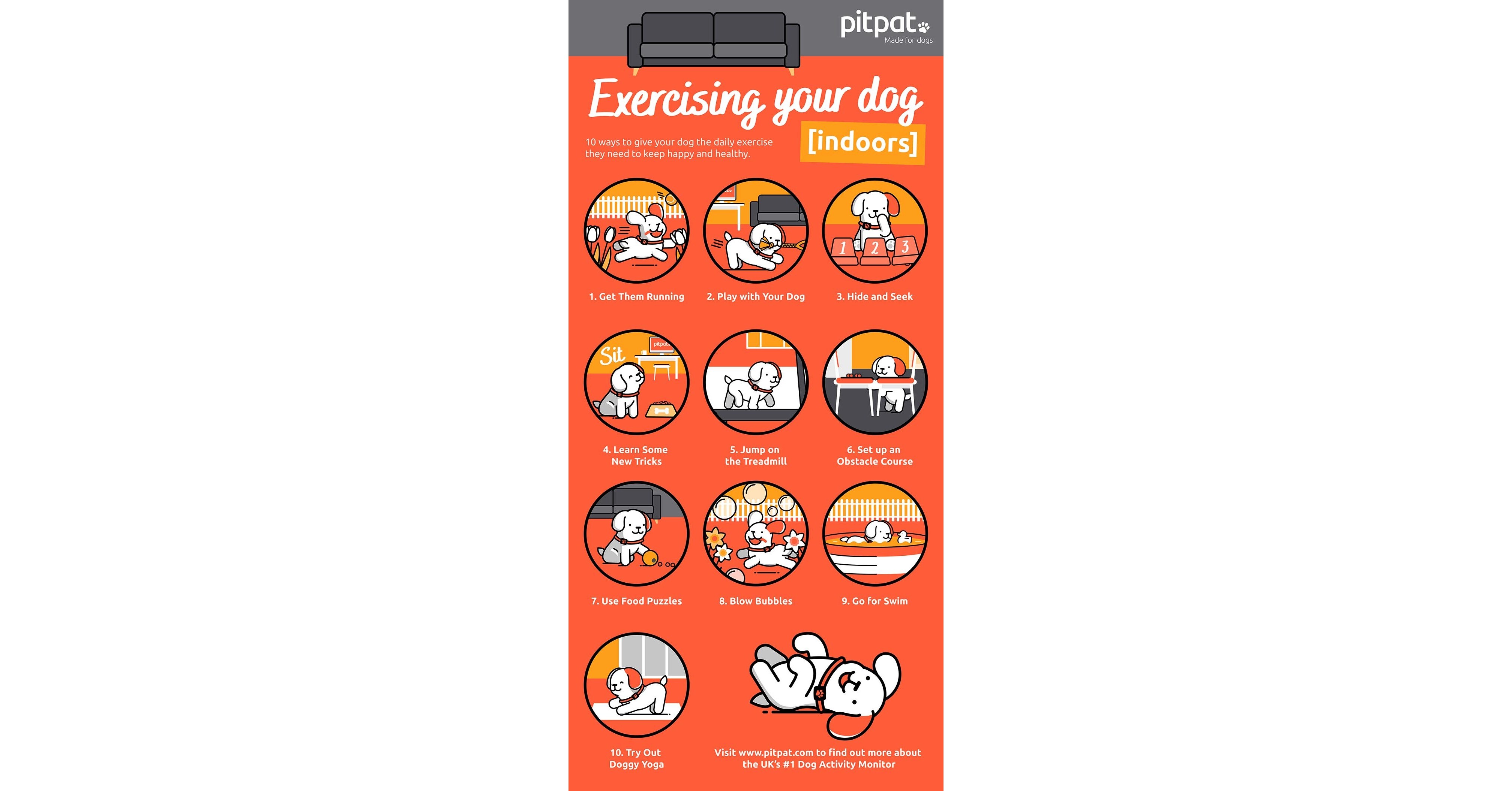 Dog Yoga: Everything you need to know - PitPat