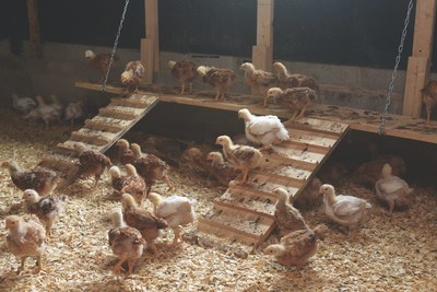 Perdue Farms chickens climb and perch on an environmental enrichment