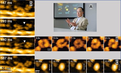 [A] Professor Toshio Ando the inventor of high speed in-liquid atomic force microscopy (HS-AFM) for direct visualization of proteins in action; [B] Molecylar Chaperone; [C] GroEL-GroES Interaction; [D] Walking myosin.
