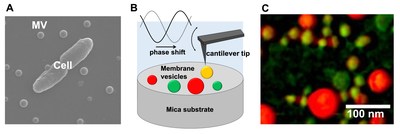 : (A) Scanning electron microscopic image of a bacterial cell and extracellular membrane vesicles (MVs). (B) Schematic drawing of MVs observation using atomic force microscopy phase imaging. (C) Mapping of MVs' physical properties using atomic force microscopy phase imaging. MVs are color-coded on a scale ranging from 