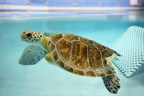 Navarre Beach Sea Turtle Conservation Center Contributes Vital Data As Part of Global Non-Profit Species360
