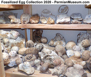 Permian Museum Announces the Completion of its Spring Fossil Egg Hunt