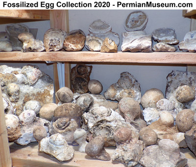 Fossilized Egg Collection 2020 - PermianMuseum.com