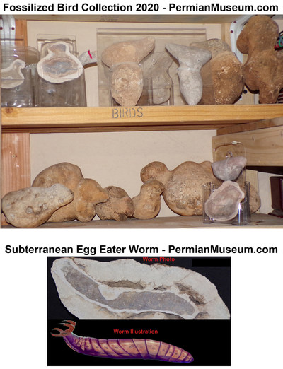 Fossilized Bird Forerunners 2020 - PermianMuseum.com