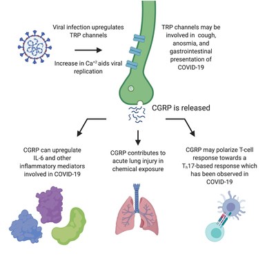 Figure: Potential pathways for CGRP contribution to immune cascade and cytokine storm that may contribute to acute respiratory distress syndrome