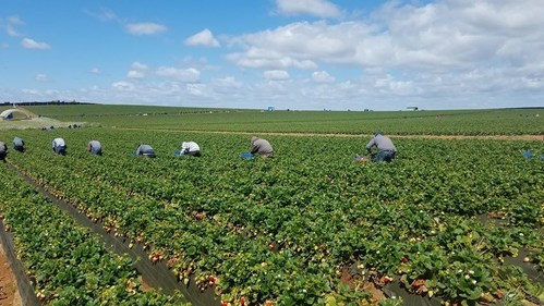 Farmworkers practice social distancing while harvesting strawberries in Baja California, Mexico
