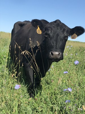 Thousand Hills cow grazing the green pasture.