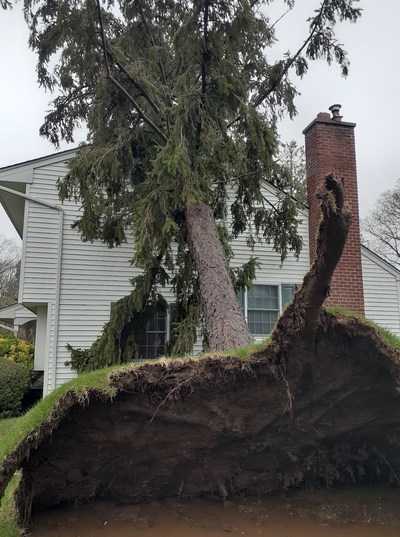 Tree removal after strong winds in Long Island this week
