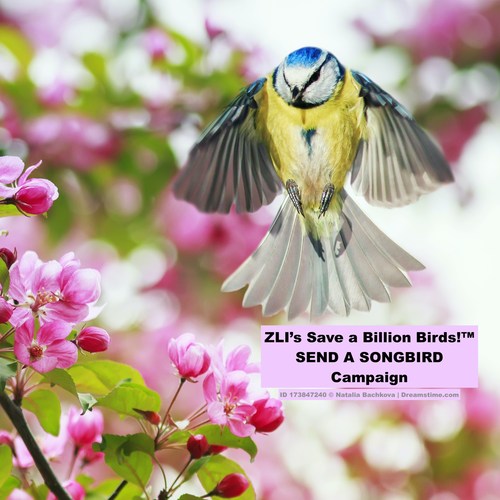 Send a Songbird aims to offset damage from the COVID-19 fallout, by recognizing the value of birds to the economy and sending support in kind from northern hemisphere countries to southern biodiversity hot-spots.