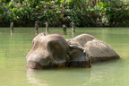 World Animal Protection Launches Emergency Appeal for Elephants in Thailand Facing Starvation Due to COVID-19