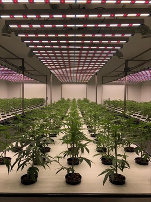 Healthy cannabis plants growing aeroponically under newly installed grow lamps at the South Okanagan facility of Just Kush Enterprises Ltd. (CNW Group/Liberty Leaf Holdings)