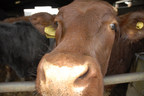 World Animal Protection Says COVID-19 Shines Light on a Broken Food System and Animal Welfare