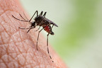 Atlanta Ranked #1 on Orkin's 2020 Mosquito Cities List for Seventh Consecutive Year