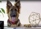 Redbarn® Pet Products' Product Videos Surpass 10 Million Views