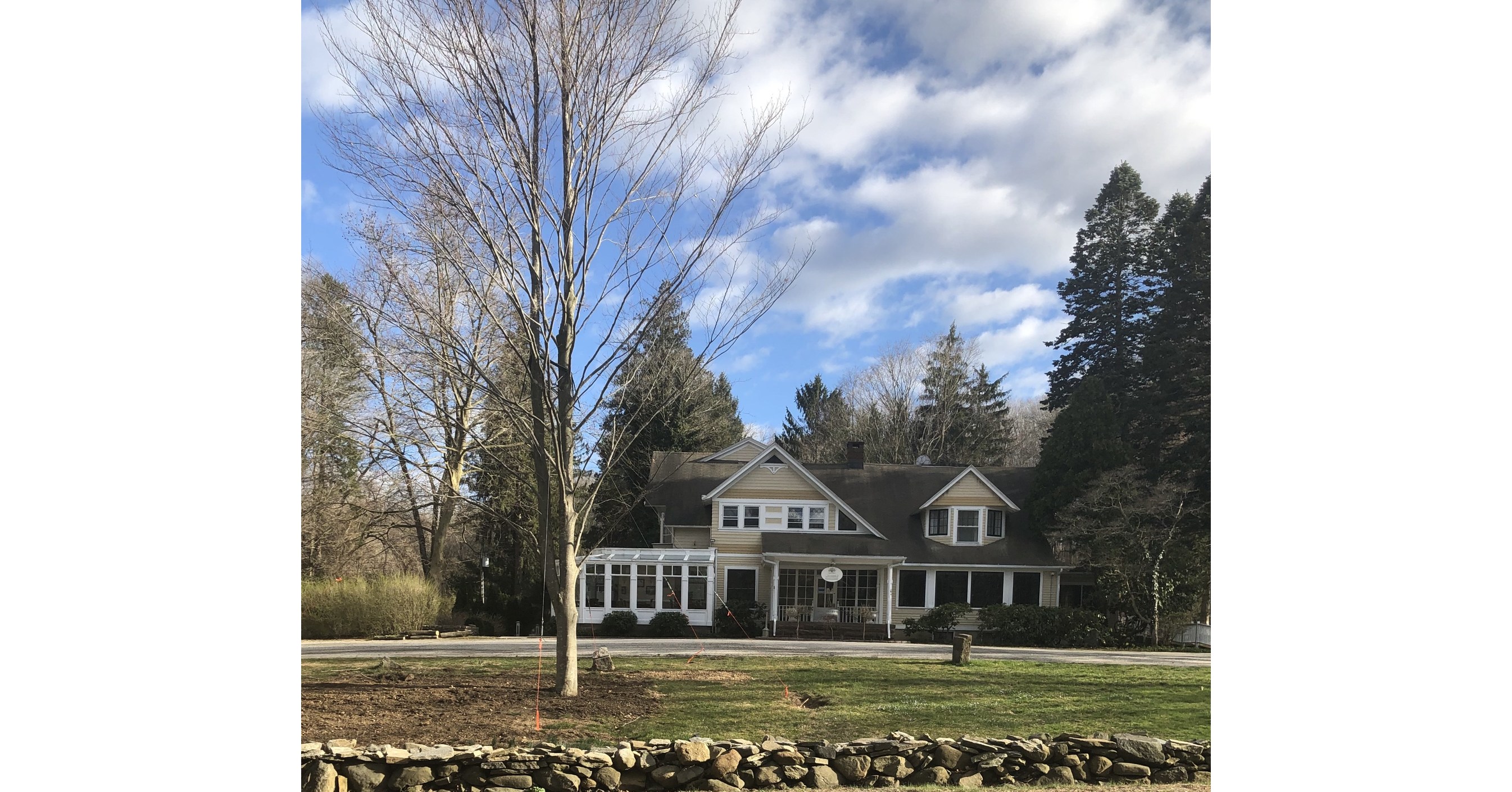 Copper Beech Tree Donated To The Copper Beech Inn