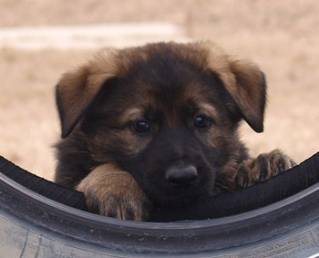 Hayla a donné naissance à l’une des premières portées de 2020 au Centre de dressage des chiens de police. Les chiots porteront certains des noms choisis dans le cadre du concours « Nomme le chiot » de cette année. (Groupe CNW/Gendarmerie royale du Canada)