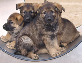 Hayla a donné naissance à l’une des premières portées de 2020 au Centre de dressage des chiens de police. Les chiots porteront certains des noms choisis dans le cadre du concours « Nomme le chiot » de cette année. (Groupe CNW/Gendarmerie royale du Canada)