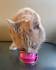Tiki Dog and Tiki Cat Food Donations Support Shelters in Crisis, Help Keep Pets in Foster Homes