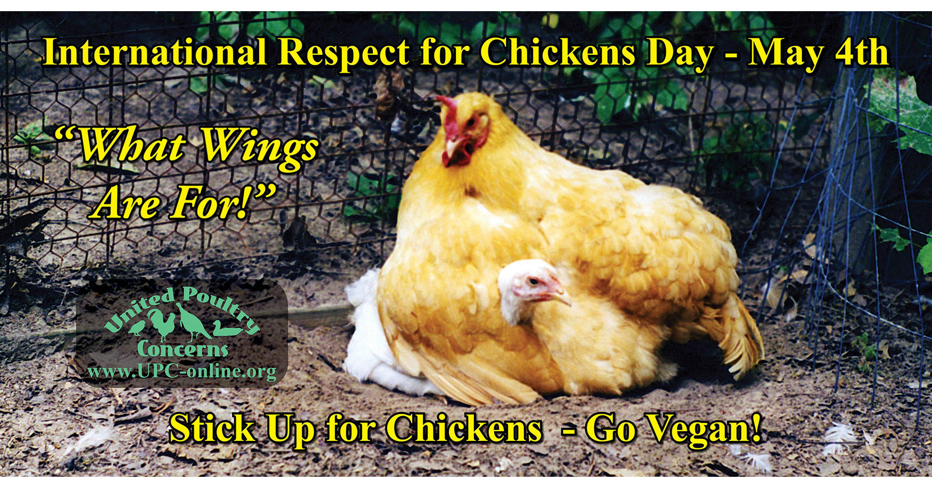 International Respect For Chickens Day Celebrates Compassion for Chickens