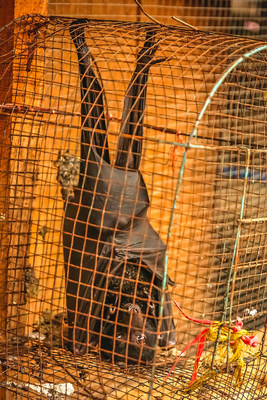 A small black bat for sale at a market in Indonesia. World Animal Protection is working to stop animals like this from being sold in the wildlife trade. Credit: World Animal Protection (CNW Group/World Animal Protection)