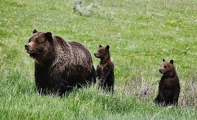 Grizzly mother and cubs in Yellowstone National Park. Photo by Kent Taylor.