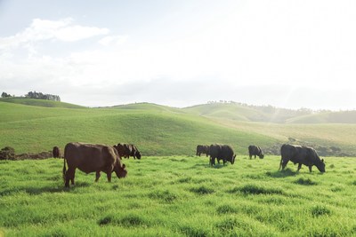 Silver Fern Farms are committed to creating quality products with integrity and ensuring animals live decent lives, as they are raised year-round on beautiful New Zealand pastures with access to clean air and plenty of water.