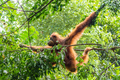 The Orangutan Project launches new rescue alliance to fight illegal ...