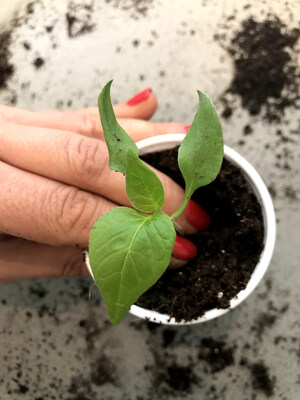 The Subversive Gardener Launches Campaign for Sustainable Stay-at-Home Gardening During COVID-19 Pandemic