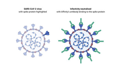 Anticorpo da Affinity Biosciences ligando-se à proteína da espícula do vírus SARS-CoV-2.