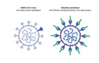Affinity descobre anticorpos potentes contra o SARS-CoV-2