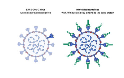 Anticuerpo de Affinity Biosciences ligándose con la proteína de la espina del virus SARS-CoV-2.
