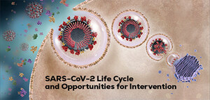 SARS-CoV-2 Replication Process Depiction Explains Drug and Vaccine Opportunities