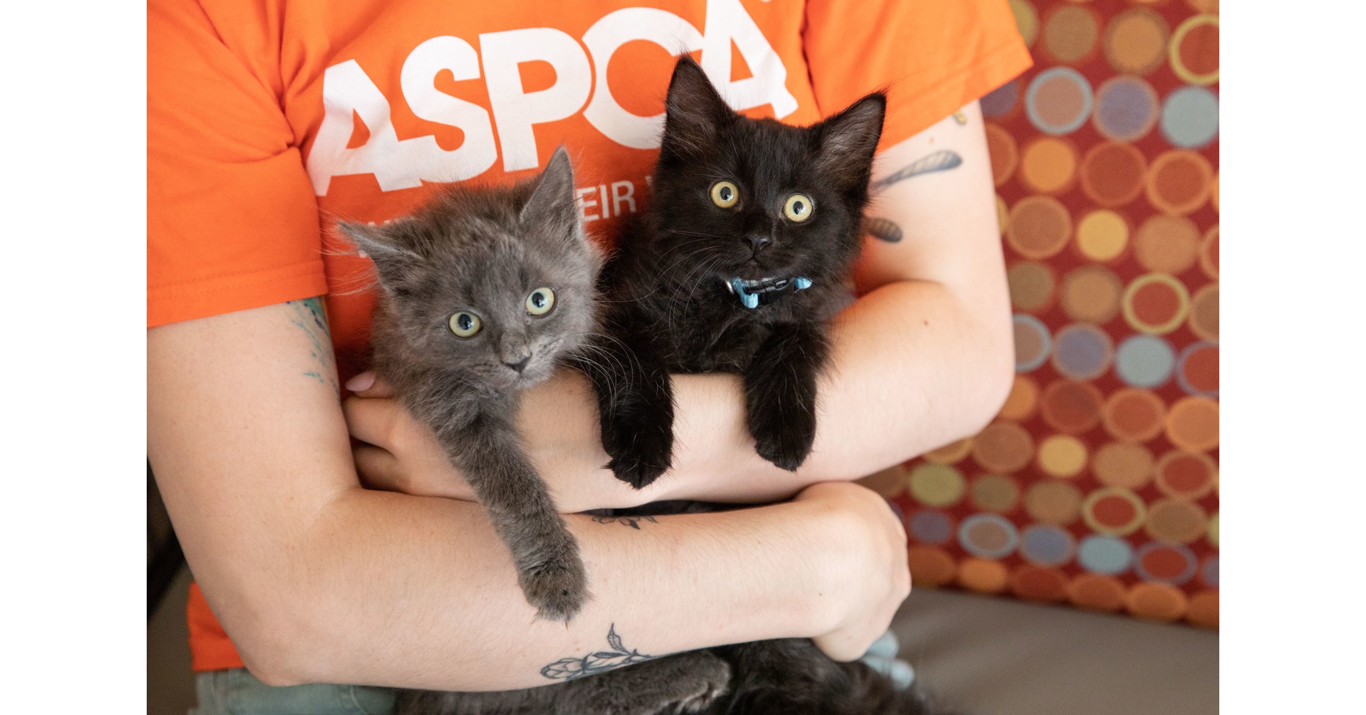 ASPCA Launches National Adoption Weekend Campaign from June 5 7 to