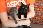 ASPCA Launches National Adoption Weekend Campaign from June 5 - 7 to Encourage Virtual Animal Adoptions During COVID-19 Crisis