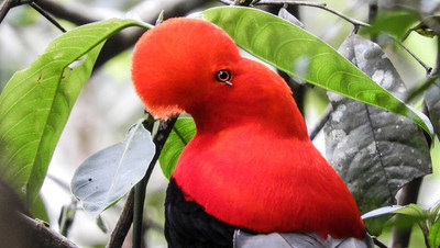 The departments that registered the most birds were Antioquia, with 600 species, Valle del Cauca, with 548 species, Meta, with 532, and Caldas and Cundinamarca with 505 each.
