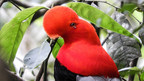 Colombia wins global birding competition for the fourth year in a row and best tourism website in the world