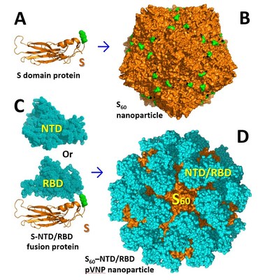 This image illustrates how particles from the SARS-CoV-2 can be added to the S60 nanoparticle platform developed by Ming Tan, PhD, and colleagues at Cincinnati Children's.