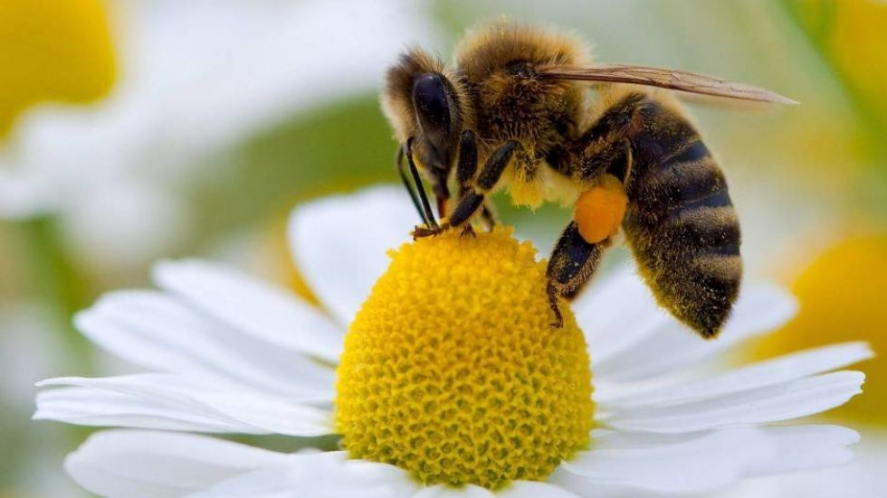 Impulsan empresas la protección de las abejas; por Juan Carlos Machorro