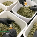 Stigma Grow Adds High-Potency Pre-Rolls to their Growing Portfolio of In-Demand Cannabis Products