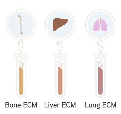 IN SITE™ Metastasis Kit components: site-specific bone, liver, and lung ECM