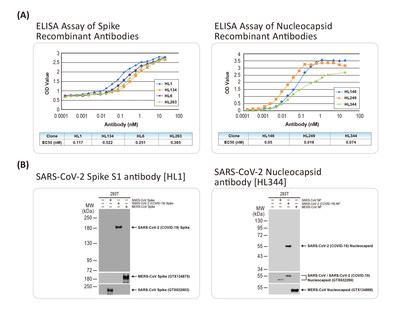 Figure: (A) Indirect ELISA assays using the four SARS-CoV-2 spike and three SARS-CoV-2 nucleocapsid recombinant rabbit monoclonal antibodies. The respective plates were coated with spike S1-hFc or nucleocapsid proteins (50 ng). Calculated EC50 values (nM) are shown.
(B) Western blots demonstrating specificity of [HL1] for SARS-CoV-2 spike protein and of [HL344] for SARS-CoV-2 nucleocapsid protein.